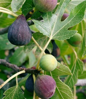 Ficus carica 'Domenico Tauro'